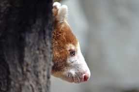 Dendrolagus, Tree Kangaroo head at trunk, close up, Oceania