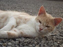 fluffy cat resting on a stone