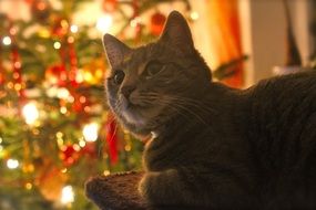 Grey Cat at the background of the Christmas tree