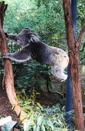 wild Koala Animal in Australia