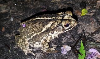 gulf coast toad