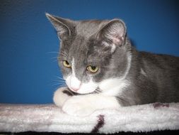 gray white smooth cat resting