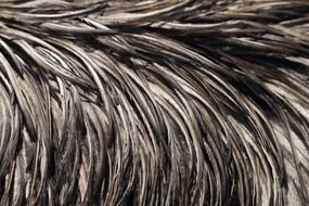 Close-up of the feathers of emu