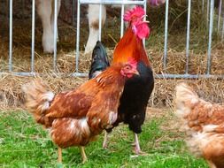 brown chicken and cock on the farm