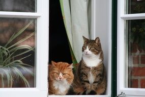 cute Cats in Window sitting