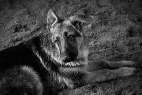 black and white picture of a german shepherd