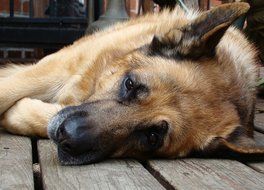 German Shepherd Dog relaxing portrait