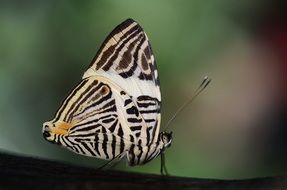 filigreed black and white butterfly