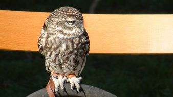 spotted owl with turned head