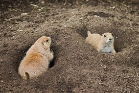Blacktail steppe dogs digging in the ground
