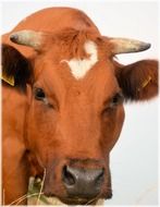 brown cow with horns