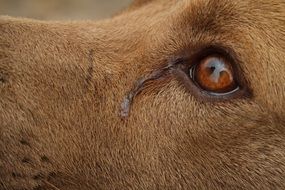 Closeup photo of puppy face