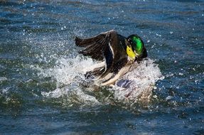 duck dives in water