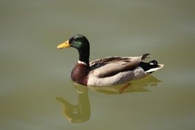 duck swims on the water in the lake