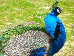 colorful peacock on a green meadow