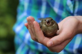 a sparrow sits on a child's hand