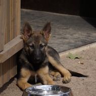 Shepherd puppy lies near the booth