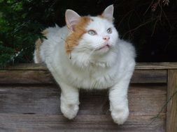 White Turkish cat