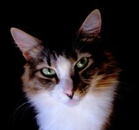 Portrait of cute feline