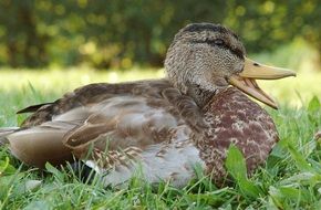 young duck on the meadow