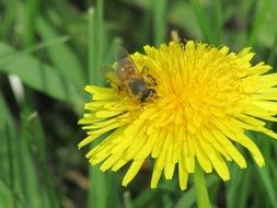 insect on a yellow spring flower close-up