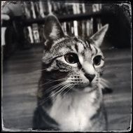 Black and white photo of cat