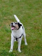 dog is playing on a green meadow