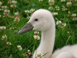 swan chick on clover background