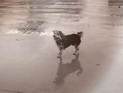 Sheepdog walking on a road
