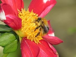 Flower With Bee
