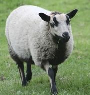 grey sheep on meadow