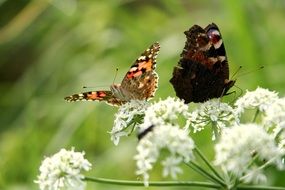 butterflies sit on white flowers