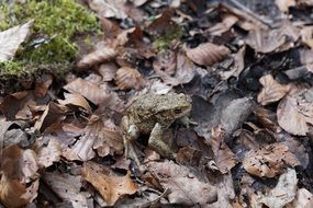 Frog sits on the fallen leaves