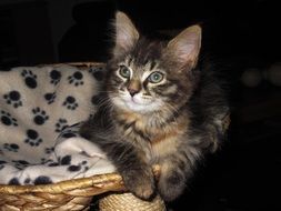 Cute breed cat in a basket