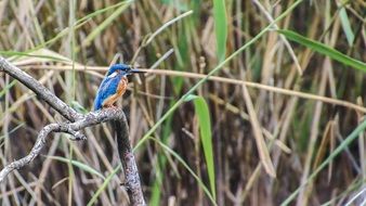 kingfisher on the branch near the river