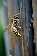 French Wasp, Insects on dry stem