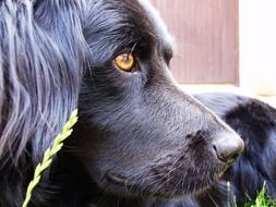 black dog profile