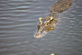 crocodile swims in the water