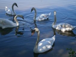 five charming Swans