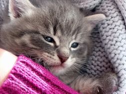 the kitten sleeps in the arms of a man