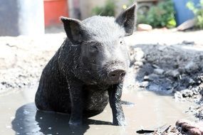 little boar on the ground