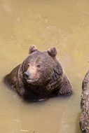 brown bear in water