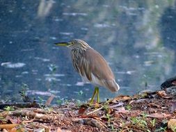 wild pond heron in India