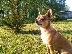 chihuahua sits on green grass