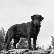 labrador in black and white background