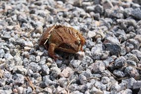 brown frog on pebbles