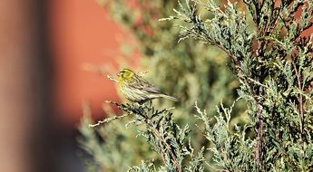 wild tiny bird in the garden
