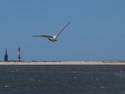 seagull over wangerooge island