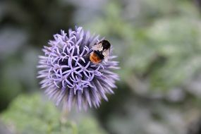 bee on a delicate purple flower
