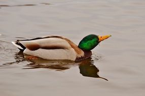 duck with green head plumage on water